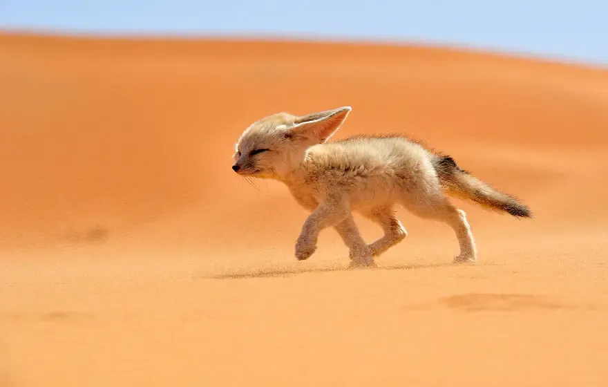 Fanak Fox